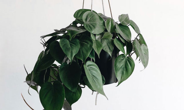 Sustainable Gift Guide for the Plant Lover