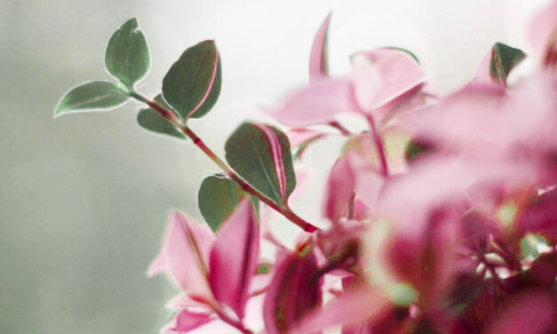 9 Lovely Houseplants with Dreamlike Pink Foliage
