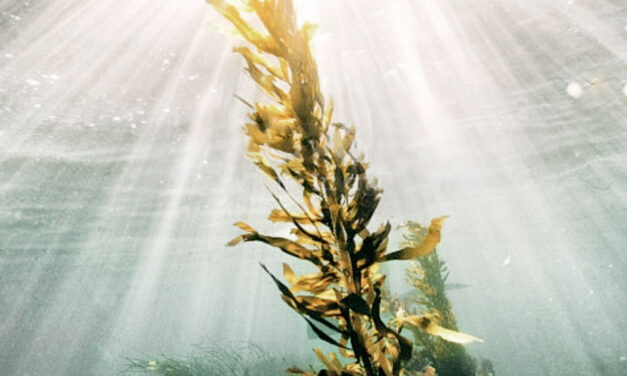The Human Health and Climate Benefits of Seaweed Forests