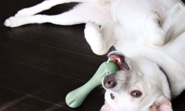 Non-Toxic & Eco-Friendly Dog Toys