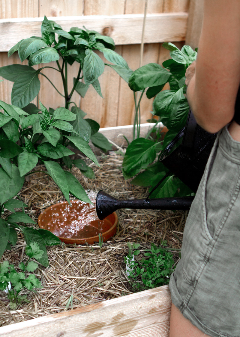 Ollas and other tricks to save water gardening