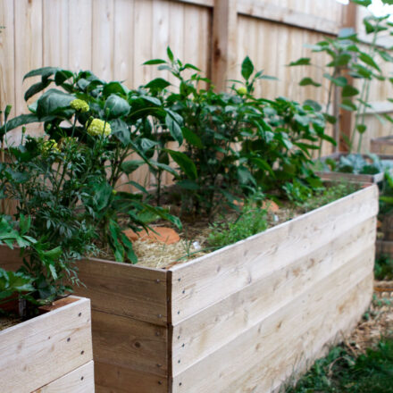 How To Build a Low-Cost Cedar Garden Bed