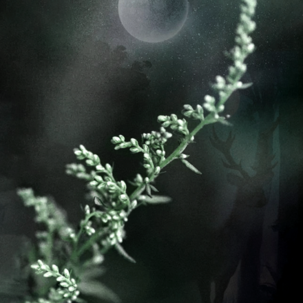 Artemisia the Huntress’ Dream & Protection Herb