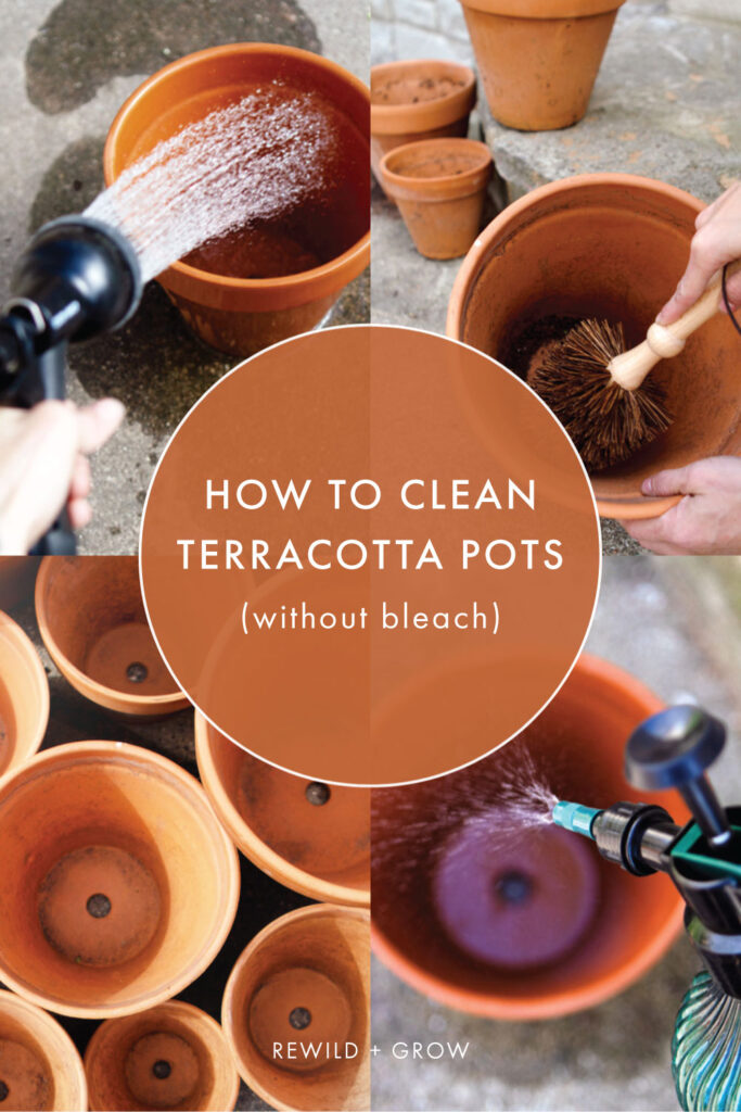 How to Clean Terracotta Pots (without Bleach) | Rewild + Grow