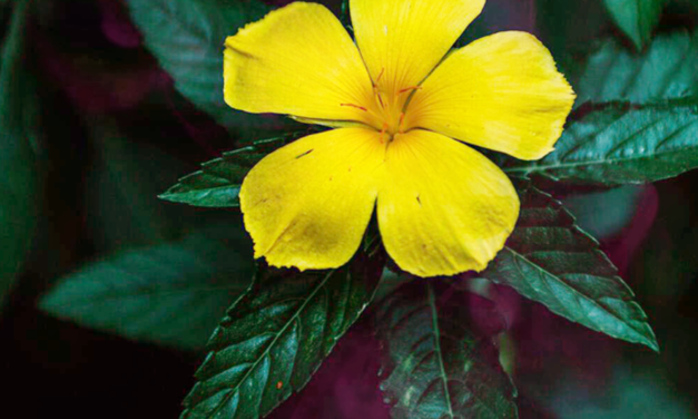 Damiana the Lover’s Dream Herb