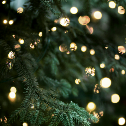 Eco-Alternatives for Traditional Christmas Trees