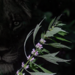 Motherwort the Lionheart Herb