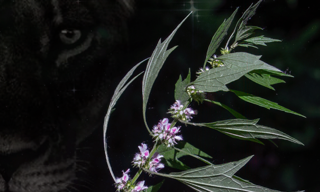 Motherwort the Lionheart Herb