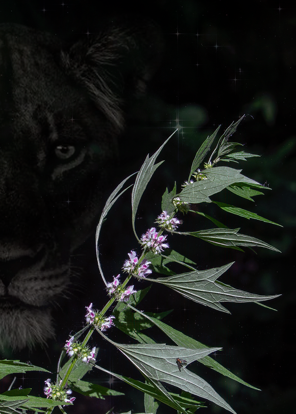 Motherwort the Lionheart Herb