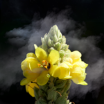 Mullein the Cloud Medicine