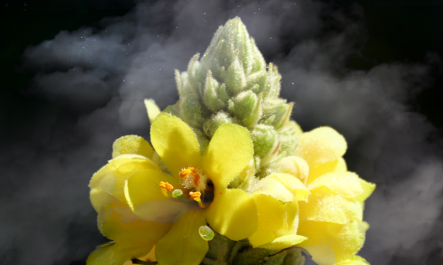 Mullein the Cloud Medicine