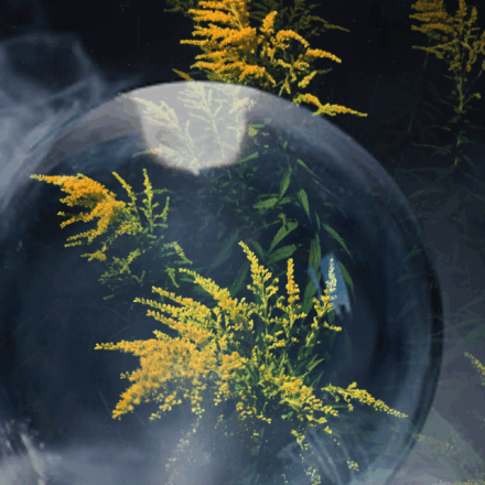 Lady Luck’s Goldenrod