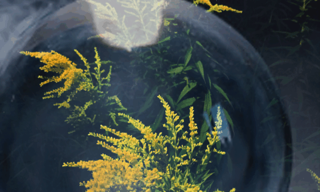 Lady Luck’s Goldenrod